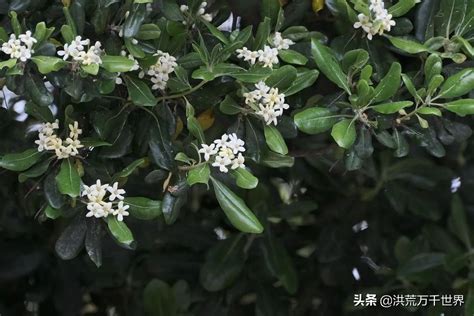 七里香禁忌|七里香花语禁忌有吗？是哪些？七里香